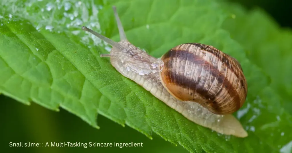 snail slime a multi tasking skincare ingredient