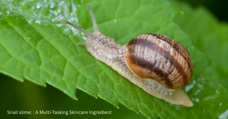 snail slime a multi tasking skincare ingredient